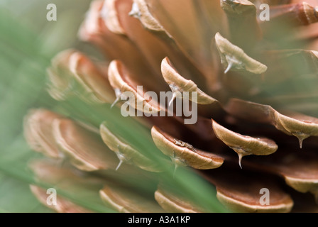 Tannenzapfen aus Pitch Pine Tree Stockfoto