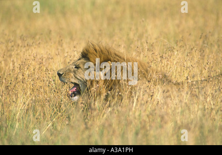 Brüllender Löwe "Panthera Leo" Afrika Kenia Masai Mara Stockfoto