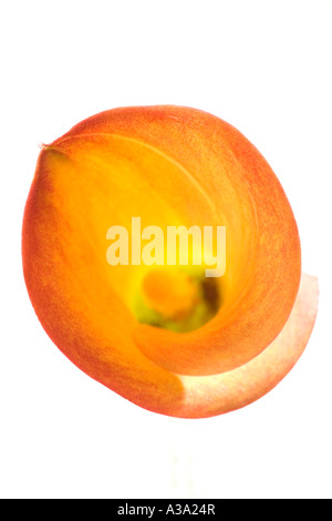 Orange Calla Lilie Blume gegen weiße Studio-Hintergrund Stockfoto
