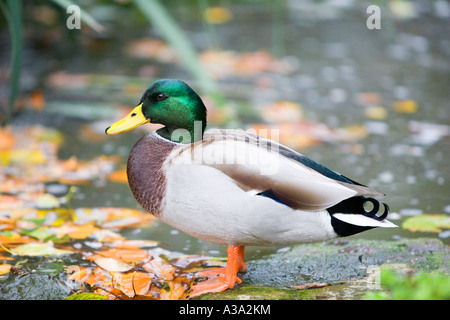 Stockente posiert Stockfoto