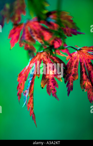 Einige der letzten Blätter fallen - Herbst in London Stockfoto
