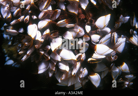 Pelagische Goose Neck Seepocken, Lepas Anatifera bestellen Pedunculata Stockfoto