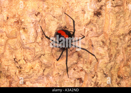 Einen weiblichen Redback Giftspinne, Latrodectus Hasselti. Stockfoto