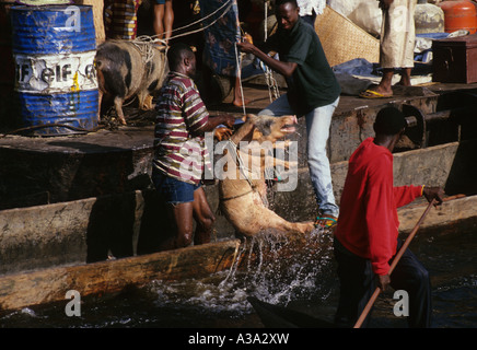 Schwein, die Flucht vom Schiff Stockfoto