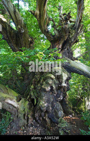 Die Tortworth-Kastanie Stockfoto