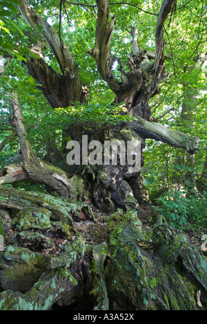 Die Tortworth-Kastanie Stockfoto