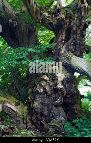 Tortworth Kastanie, Tortworth, Gloucestershire, Großbritannien Stockfoto