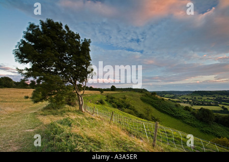 Blick vom Coaley Peak auf der Cotswold Weise Gloucestershire Stockfoto