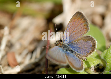 African Grass Blue (Zizeeria Knysna). Stockfoto