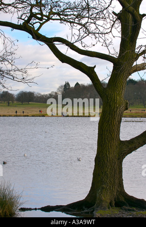 Einsamer Baum am Rand des Pen Teiche Richmond Park Stockfoto