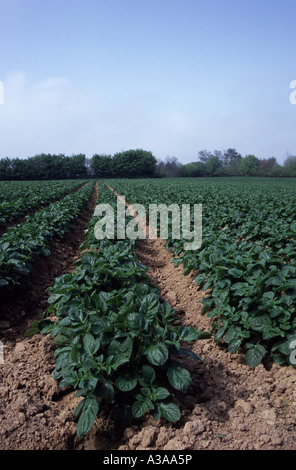 Bereich der Jersey Royal Kartoffeln, Jersey, Kanalinseln Stockfoto
