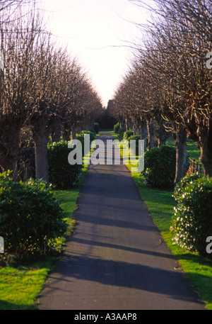 Gerade schmale Straße durch gekappte Linden und Lorbeer Büsche führt zu einem Friedhof Wickham Markt Suffolk England Stockfoto