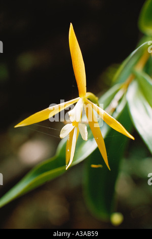 Epidendrum nocturnum, epiphytische Orchideen, die in Waldgalerien in Venezuela, Südamerika, wachsen. Stockfoto