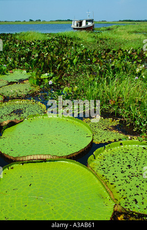 Riesige schwimmende kreisförmige Blätter der riesigen Seerose Victoria amazonica im Unteren Amazonas-Fluss Pará Brasilien Stockfoto