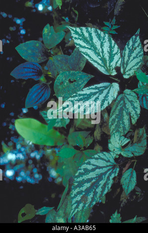 Begonia maynensis, eine Art mit verschiedenen Blättern, im tropischen Regenwald im Amazonasgebiet im Bundesstaat Acre, Brasilien, Tiefland Südamerika. Stockfoto