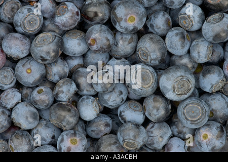 Geerntete Heidelbeeren, California Stockfoto