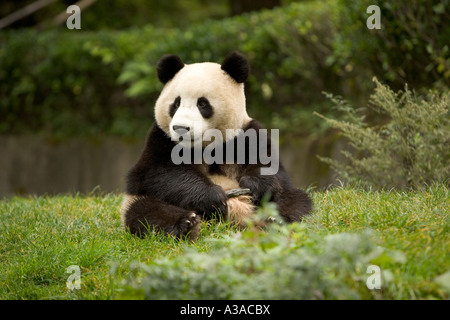 Großer Panda sitzend Rand Waldgrün, Wiese, Wolong-Naturschutzgebiet. Stockfoto