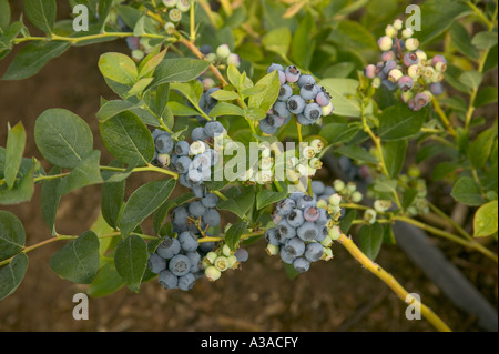 Heidelbeeren wachsen auf Bush 'Early Blue' Sorte, California Stockfoto