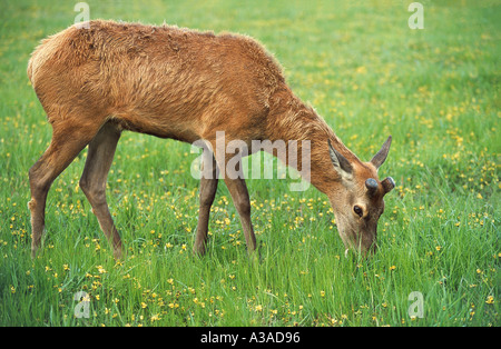 Landwirtschaft-Hirsch Stockfoto