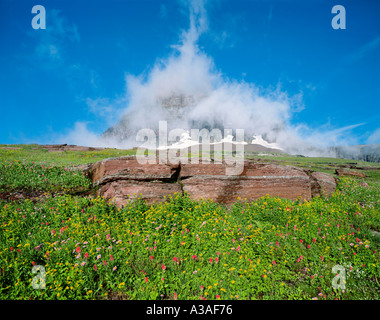 Mt Clements, Wildblumen, Indian Paintbrush Daisy und Arnika Wolken, Rocky Mountains, Glacier Nationalpark, MT, Logan Pass, Montana Stockfoto