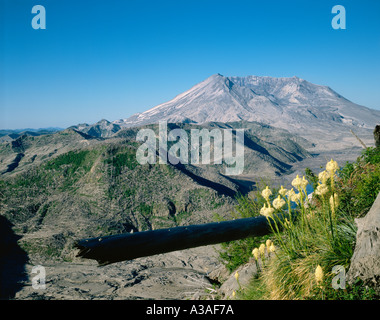 Mt. St. Helens Post Ausbruch Washington State USA Cascades Volcano Zerstörung gebrochen Bäume und Wiedergeburt für neues Wachstum Stockfoto