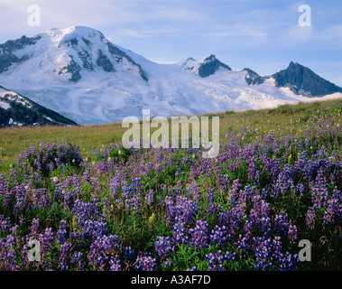 Mt Baker, Washington State, USA, 10778 ft 3285 m, Pacific NW Nord Kaskaden, Mt Baker Wildnis, Skyline teilen, Wildblumen Stockfoto