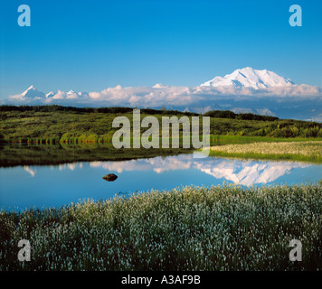 Denali, Denali National Park, Alaska, USA, Mt McKinley und die Alaska Range, Reflexion, Wollgras, Teich, Sunrise Stockfoto