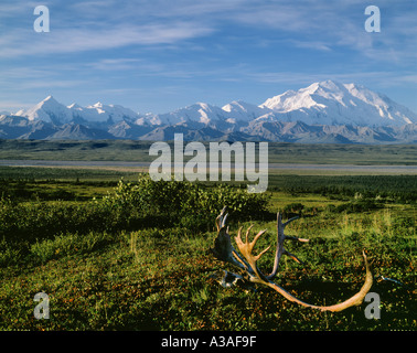 Denali Nationalpark, Alaska, USA, Mt McKinley, Alaska Range, Mt Brooks auf Links zum Denali auf der rechten Seite gefallen Caribou Rack Stockfoto