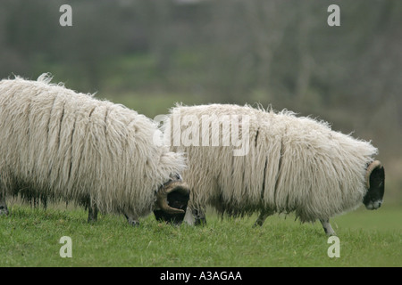 zwei Schafe grasen auf einem Feld nahe Broughshane County Antrim-Nordirland Stockfoto