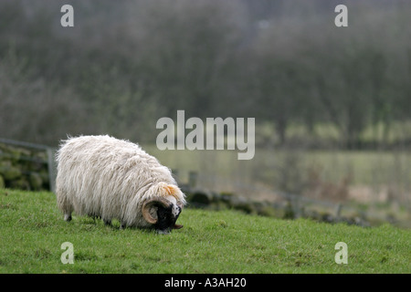 gehörnte Schafe grasen im Feld in der Nähe von Broughshane County Antrim-Nordirland Stockfoto