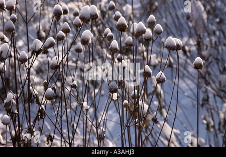 Schnee bedeckte Unkraut Stockfoto