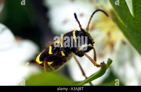 Wespe Käfer Clytus arietus Stockfoto