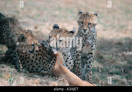 Mutter Gepardin mit Baby s Thomson-Gazelle, die es nur in der Masai Mara National Reserve Kenia in Ostafrika gefangen hat Stockfoto