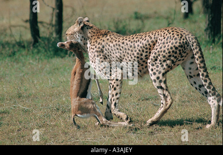 Mutter Gepardin mit Baby s Thomson-Gazelle, die es nur in der Masai Mara National Reserve Kenia in Ostafrika gefangen hat Stockfoto