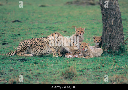 Gepardin mit ihrem jungen ernähren sich von Baby Thomson s Gazelle in Masai Mara National Reserve Kenya Stockfoto