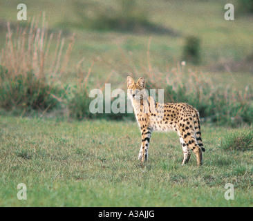 Serval Katze Felis Serval stehend in Masai Mara National Reserve Kenia in Ostafrika Stockfoto