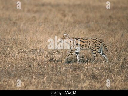 Serval Felis Serval Spaziergang durch kurze braune Rasen in Serengeti Nationalpark, Tansania Stockfoto