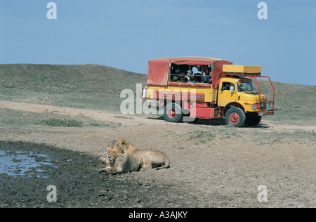 Eine Überland LKW in der Nähe von zwei männlichen Löwen im Serengeti Nationalpark Tansania Ostafrika Stockfoto