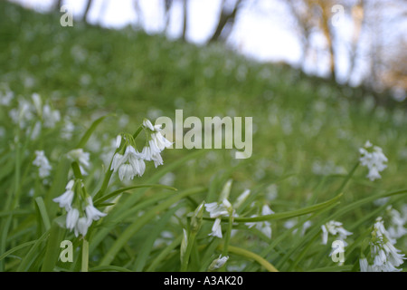 Lichtung der Bärlauch Bärlauch Allium Ursinium weiße Blumen Grafschaft, Nord-Irland Stockfoto