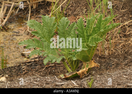 Chilenische Rhabarber (Gunnera Tinctoria) Stockfoto