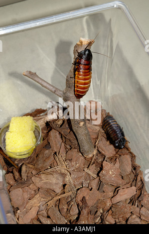 Madagaskar Zischen Kakerlaken Gromphadorhina Portentosa in einem Klassenzimmer. Stockfoto