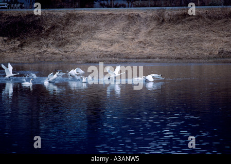 Trumpeter Schwäne (Cygnus Buccinator) Vogelzug, Flock of Migration Birds, Delta, BC, Fraser Valley, British Columbia, Kanada Stockfoto