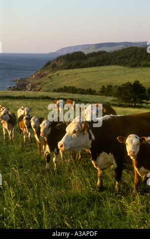 Herfords West Mabou Nova Scotia Kanada Stockfoto
