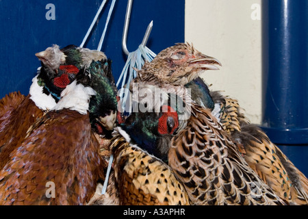 Fasane hängend an einem Metzger s Shop in Aberystwyth, Wales, Großbritannien Weihnachten 2006 Stockfoto