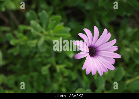 South African Daisy in Blüte (Osteospermum Fruticosum) Stockfoto