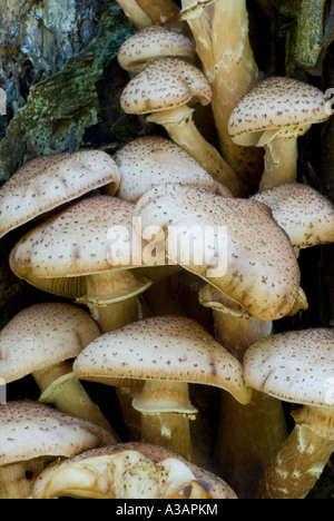 Shaggy Pholiota squarrosa Pholiata Pilze, Wales, UK. Stockfoto