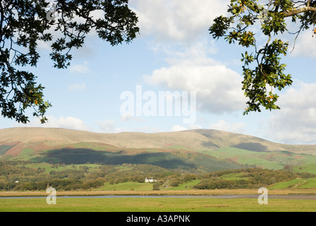 Saltmarsh im Dyfi Tal auf Ynys hir RSPB Reservat, Wales, UK. Stockfoto