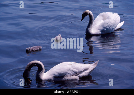 Erwachsenen Höckerschwäne mit lateinischen Namen Cygnus Olor Schwimmen mit ihren Cygnets an einem See in British Columbia Kanada Stockfoto