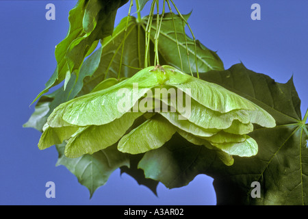 Geflügelten Samen Spitzahorn, Acer platanoides Stockfoto