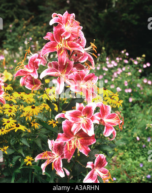 Schöne rosa orientalischen Lilien umgeben von Rudbeckia Blumen im Garten Stockfoto